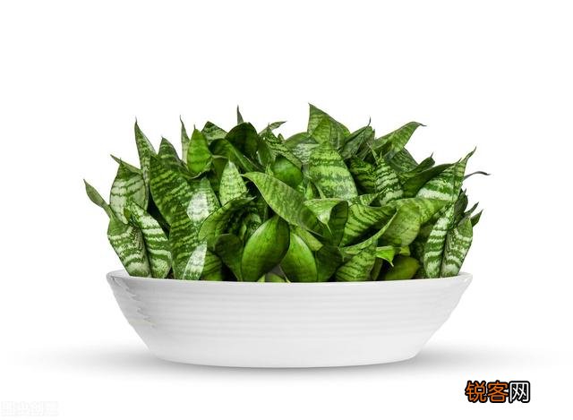 有哪些植物适合家里养？