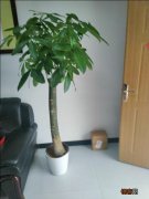 有哪些植物适合家里养？