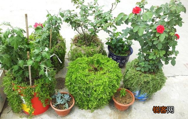 有哪些植物适合家里养？