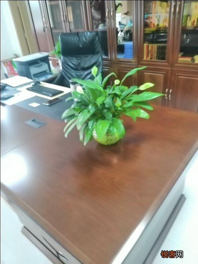 有哪些植物适合家里养？