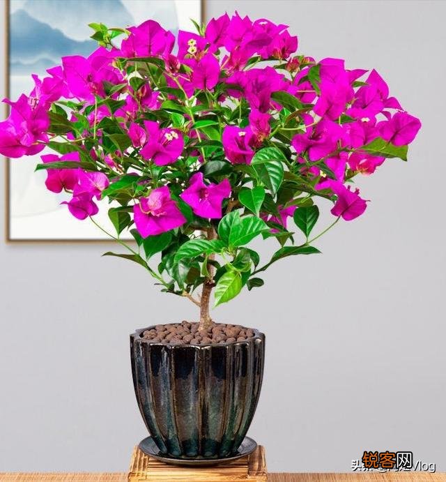 有哪些植物适合家里养？