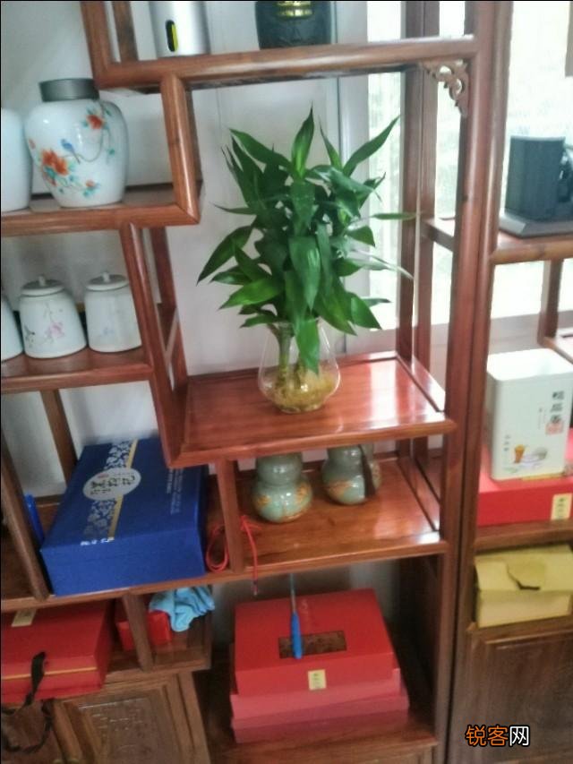 有哪些植物适合家里养？