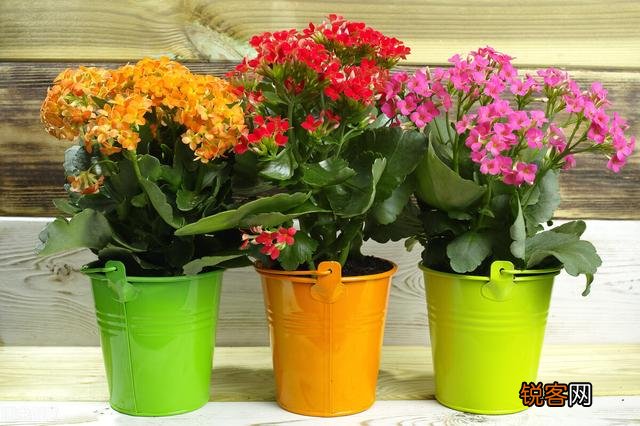 有哪些植物适合家里养？