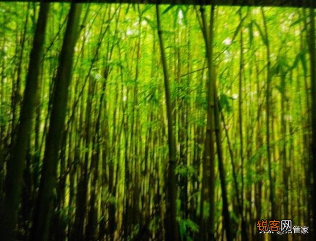 怎么才能限制竹子的生长区域,不让它四处蔓延？