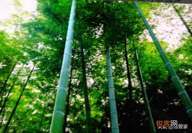 怎么才能限制竹子的生长区域,不让它四处蔓延？