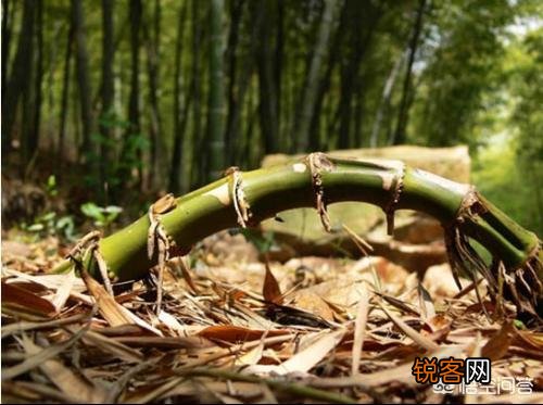怎么才能限制竹子的生长区域,不让它四处蔓延？