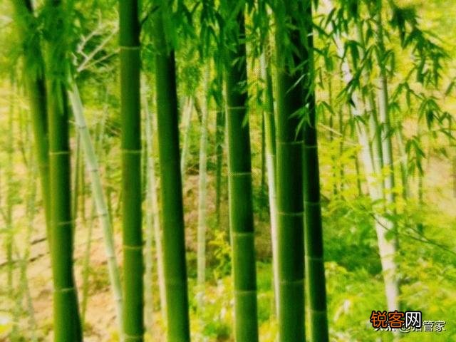怎么才能限制竹子的生长区域,不让它四处蔓延？