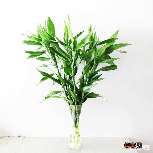室内富贵竹怎么养？