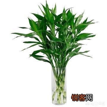 室内富贵竹怎么养？
