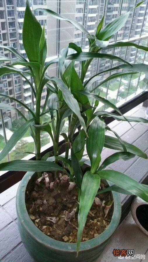 室内富贵竹怎么养？