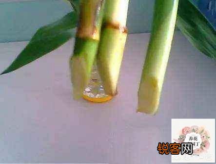 室内富贵竹怎么养？