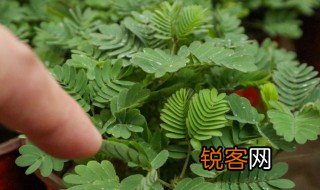 含羞草的样子描写 怎么写含羞草的样子