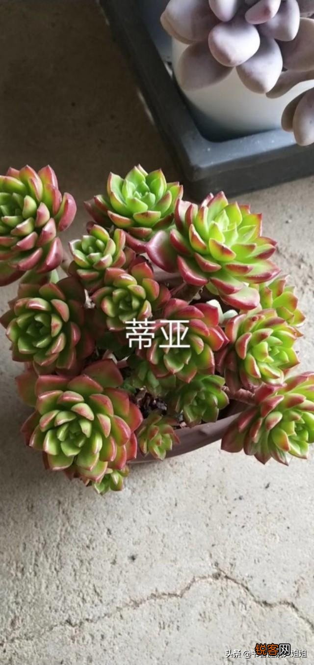 夏季多肉化水了,该怎么补救？