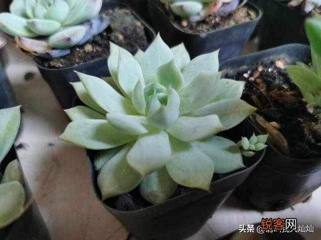 夏季多肉化水了,该怎么补救？
