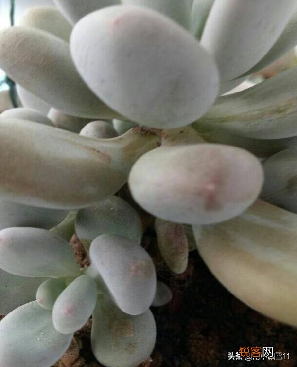 夏季多肉化水了,该怎么补救？