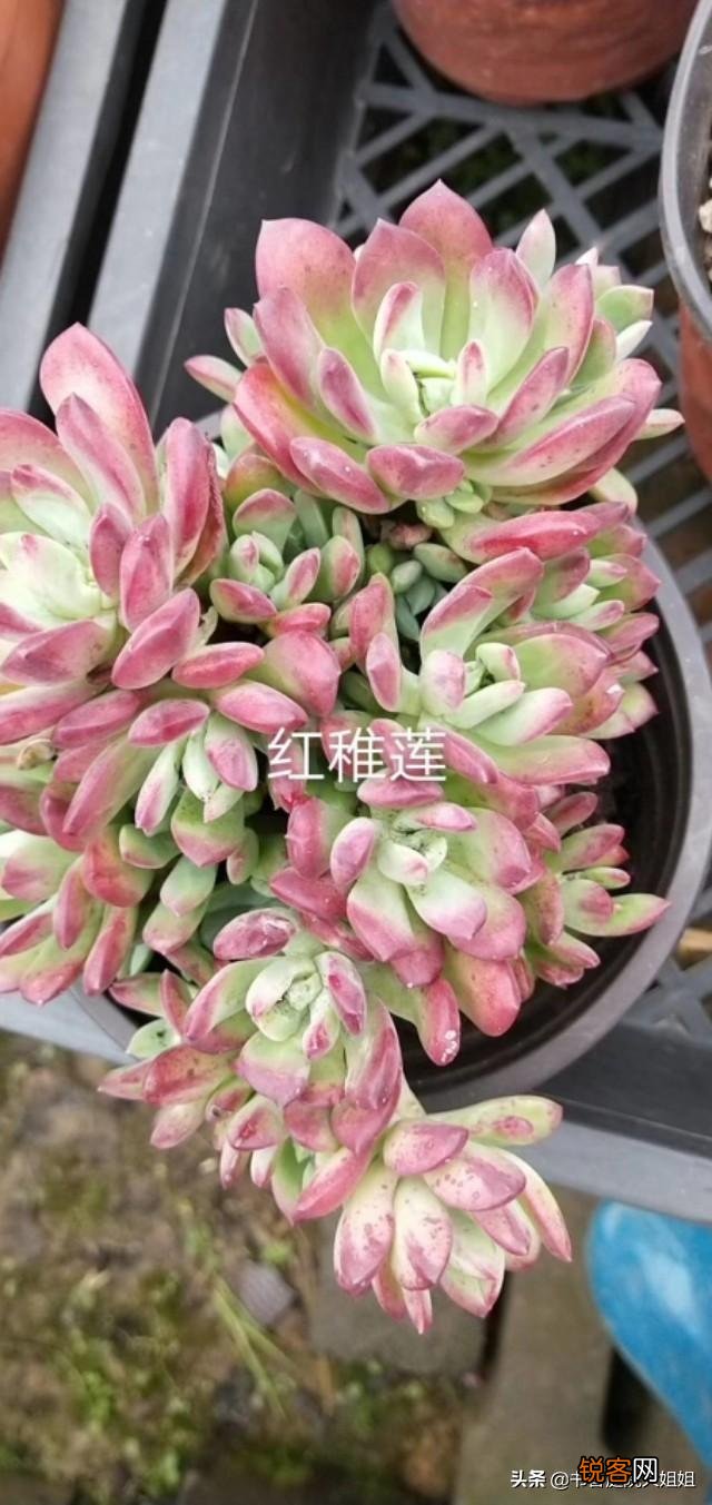 夏季多肉化水了,该怎么补救？