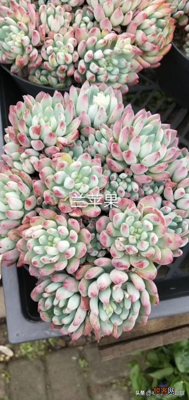 夏季多肉化水了,该怎么补救？