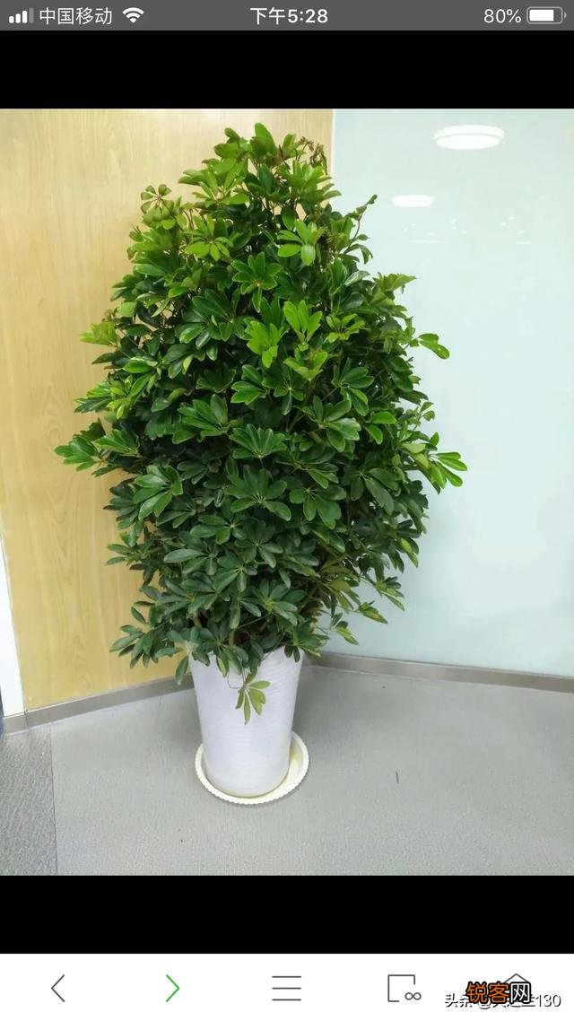 想在客厅养一些花,时间不固定的我又怕养不好,怎么办？