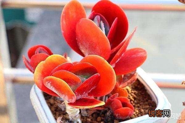 多肉怎么平安度夏？