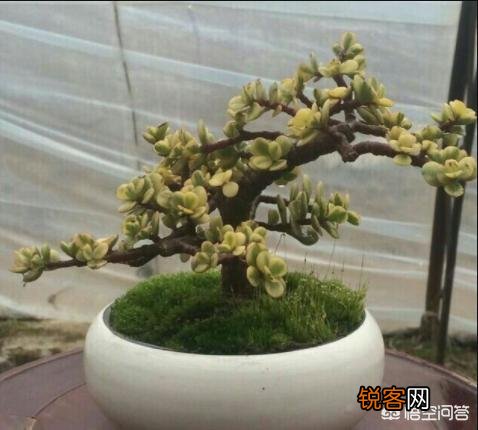 多肉怎么平安度夏？