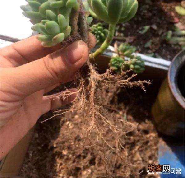 多肉怎么平安度夏？