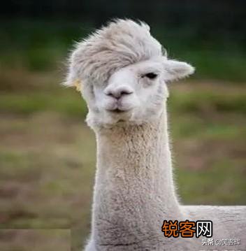 可以给我讲个笑话吗,谢谢？