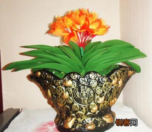 君子兰秋天怎样换土,注意什么？
