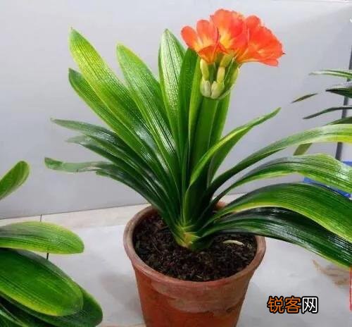 君子兰秋天怎样换土,注意什么？