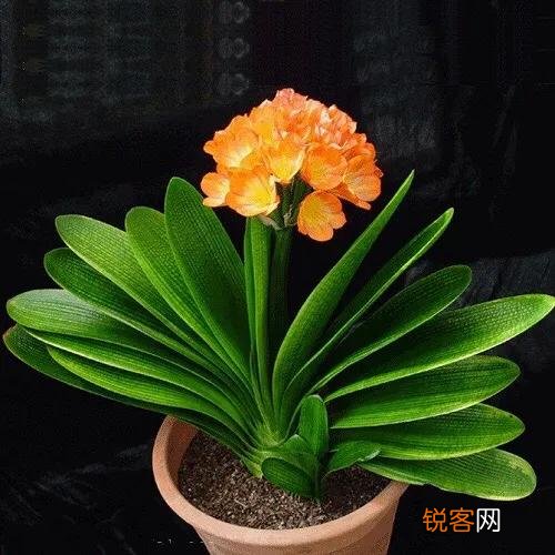 君子兰秋天怎样换土,注意什么？