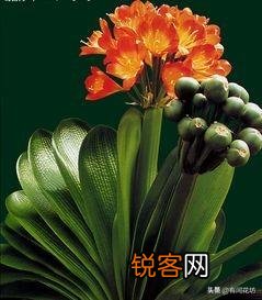 君子兰秋天怎样换土,注意什么？
