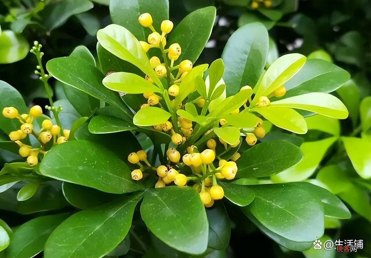 米兰花的养殖方法和注意事项 米兰花的养殖小技巧