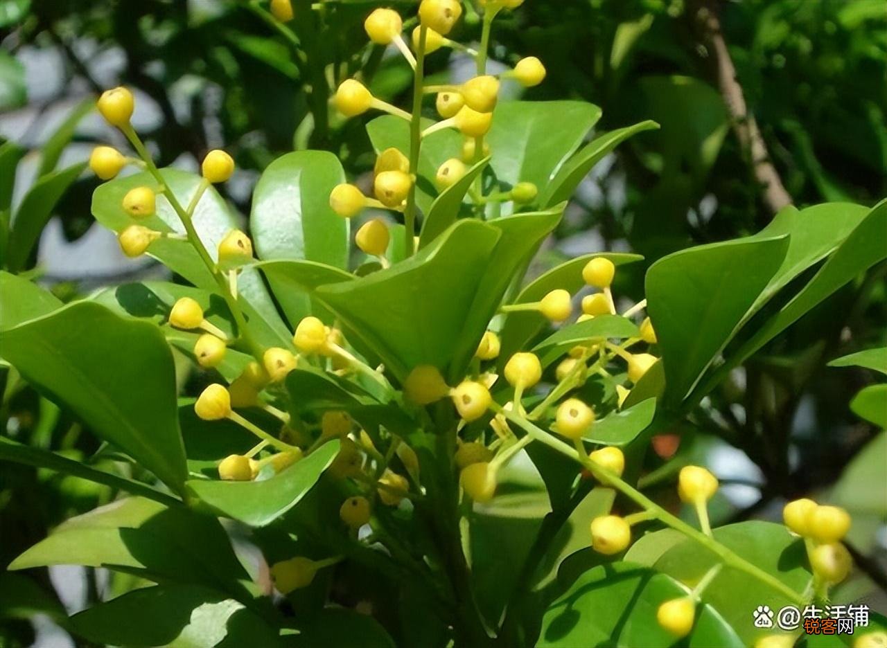 米兰花的养殖方法和注意事项 米兰花的养殖小技巧