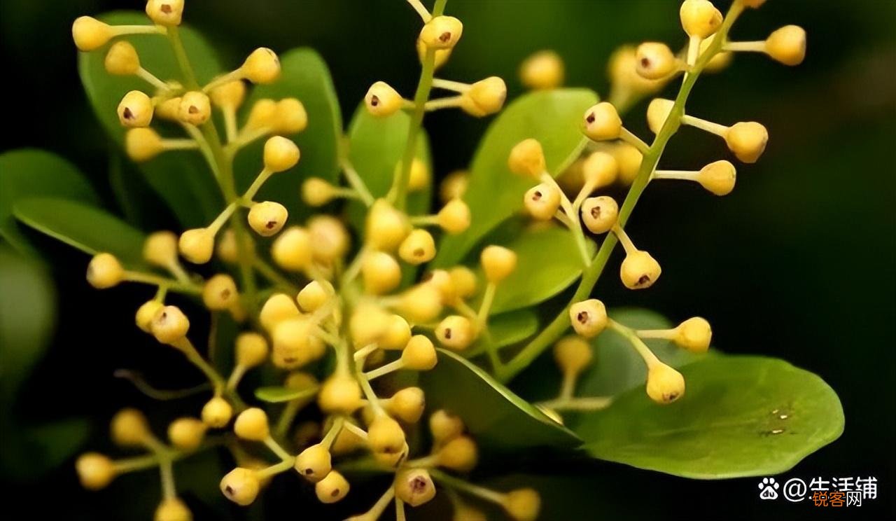 米兰花的养殖方法和注意事项 米兰花的养殖小技巧