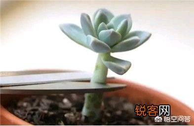 该如何避免多肉出现徒长？多肉出现徒长该如何解决？