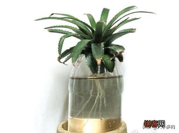 怎么在家里自己种菠萝？