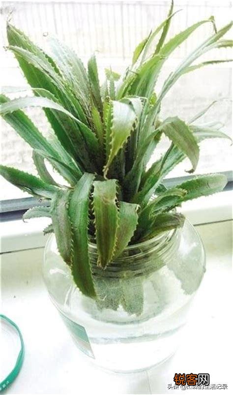 怎么在家里自己种菠萝？