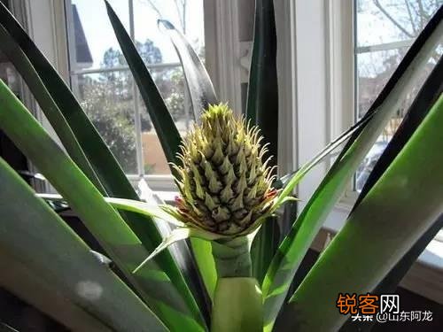 怎么在家里自己种菠萝？