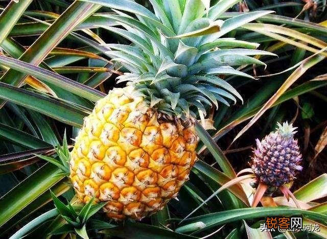怎么在家里自己种菠萝？
