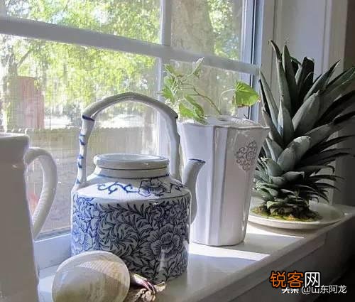 怎么在家里自己种菠萝？