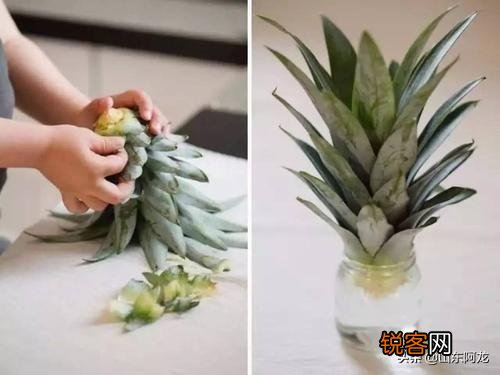 怎么在家里自己种菠萝？