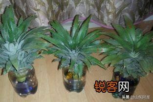 怎么在家里自己种菠萝？