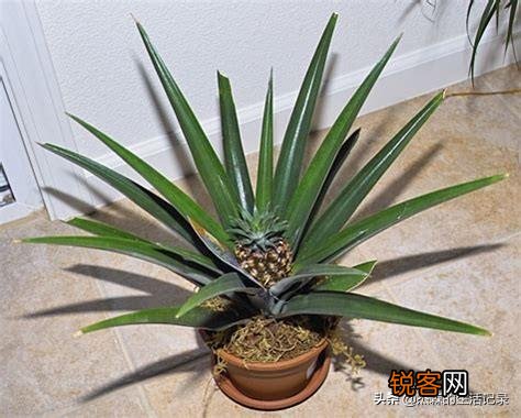 怎么在家里自己种菠萝？