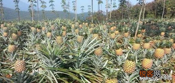 怎么在家里自己种菠萝？