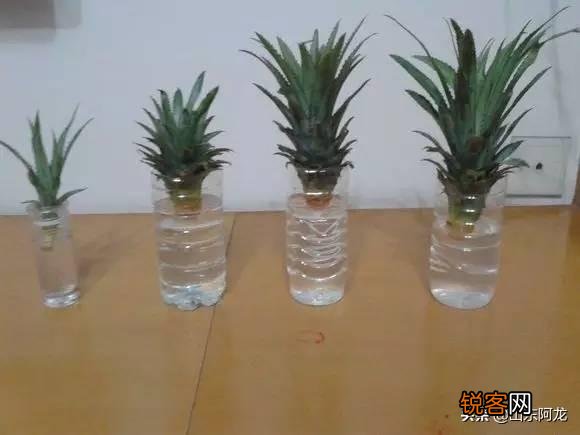 怎么在家里自己种菠萝？