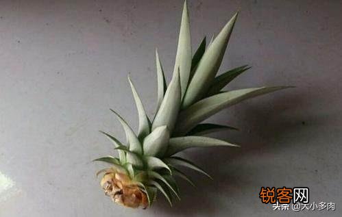 怎么在家里自己种菠萝？