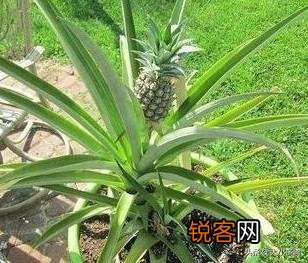 怎么在家里自己种菠萝？