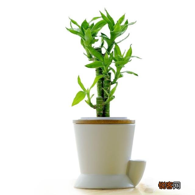 富贵竹怎么养？放在水瓶还是花盆里？