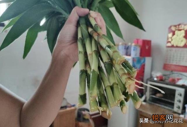 富贵竹怎么养？放在水瓶还是花盆里？