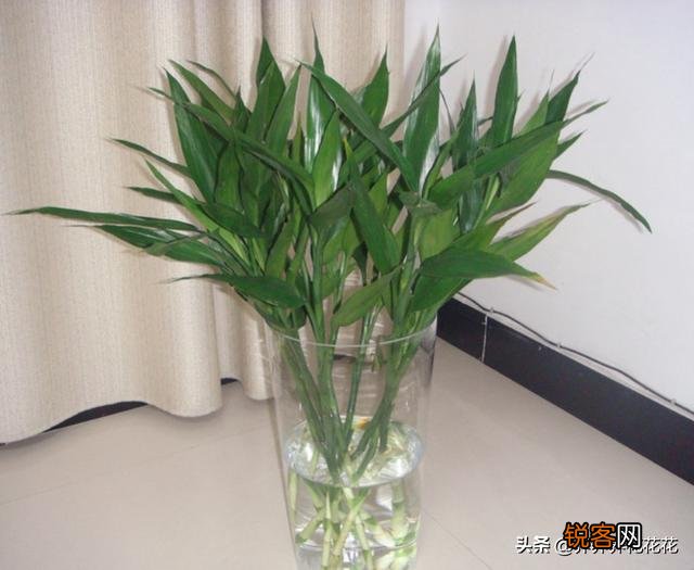 富贵竹怎么养？放在水瓶还是花盆里？