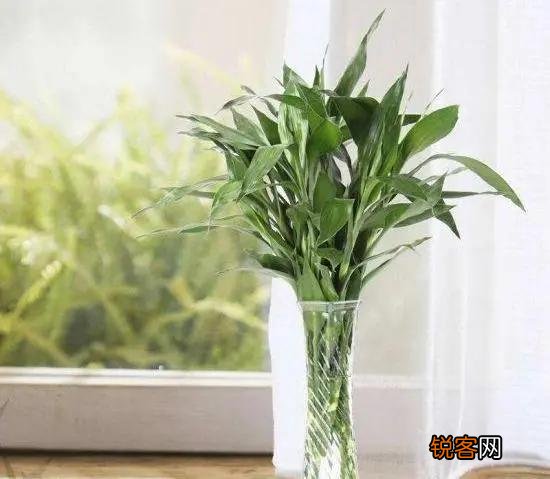 富贵竹怎么养？放在水瓶还是花盆里？